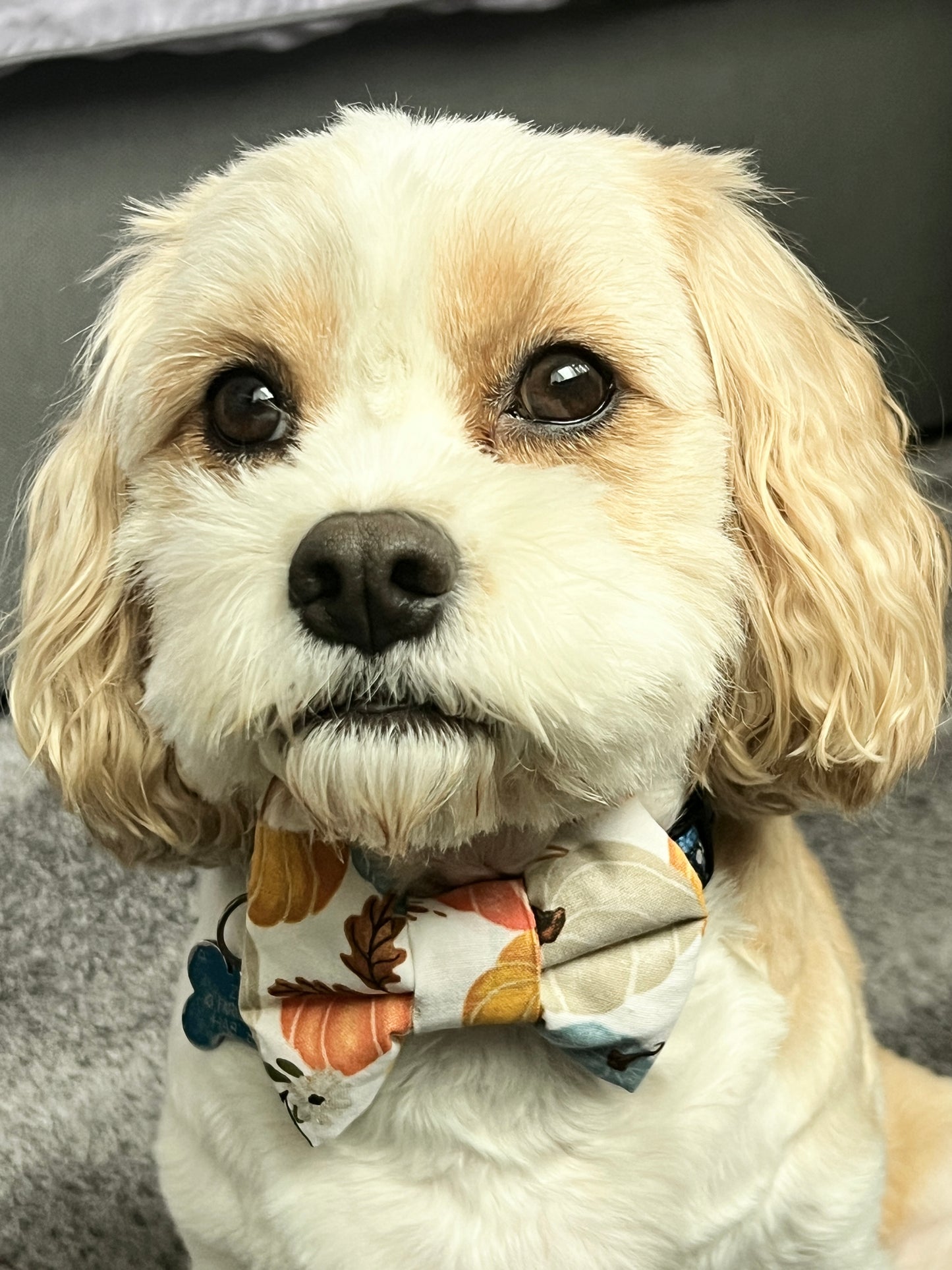 Pumpkin Dog Bow