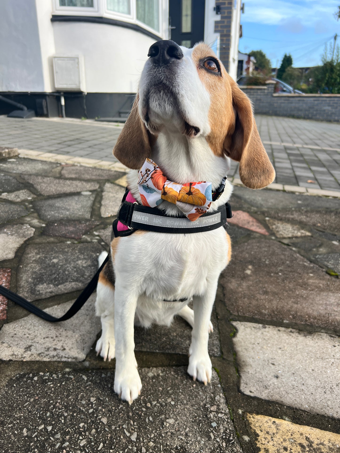 Pumpkin Dog Bow